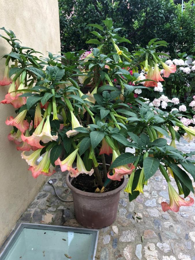 B&B Ca' Du Brigidin Tovo San Giacomo 外观 照片